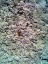 Picture of CORAL MUSSELS II
