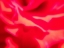Picture of ROSE PETAL I