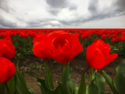Picture of RED TULIP FIELD