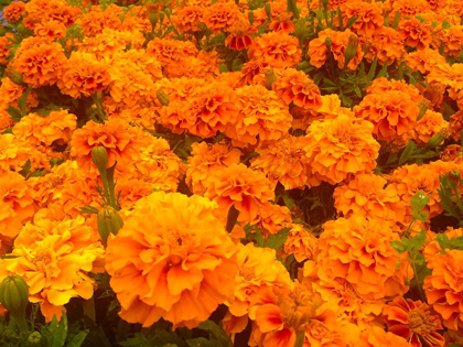 Picture of CHRYSANTHEMUMS I