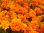 Picture of CHRYSANTHEMUMS I