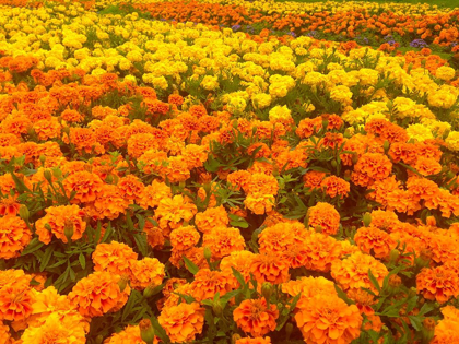 Picture of CHRYSANTHEMUMS III