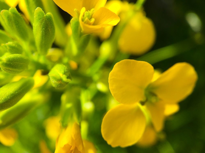Picture of YELLOW WILDFLOWER I