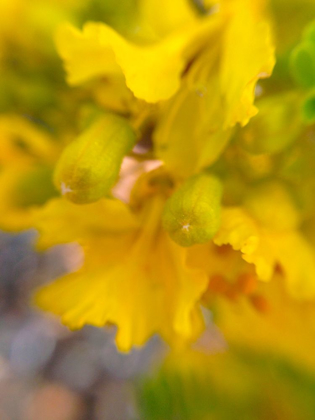 Picture of YELLOW WILDFLOWER II