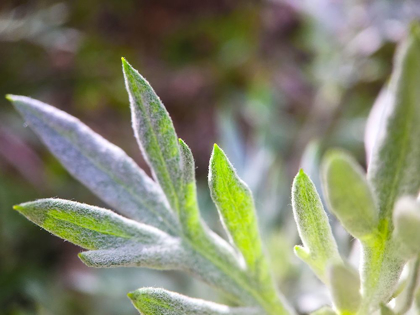 Picture of SILVER LEAVES I