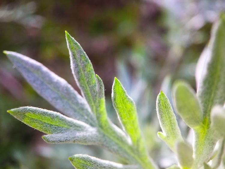 Picture of SILVER LEAVES I