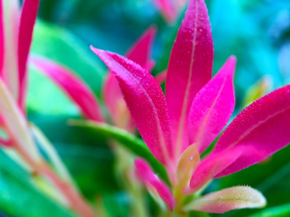 Picture of PINK LEAVES I