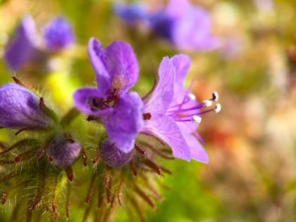 Picture of PURPLE FUZZY I