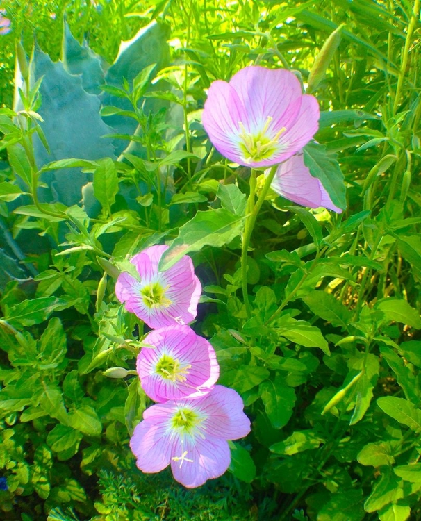 Picture of GERANIUMS I