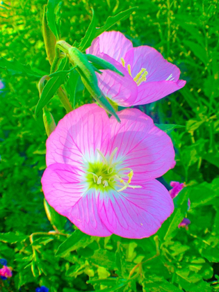Picture of GERANIUMS II