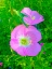Picture of GERANIUMS II