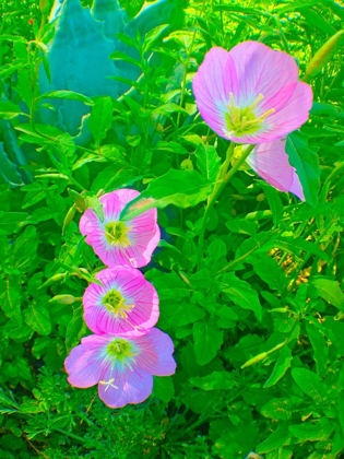 Picture of GERANIUMS III