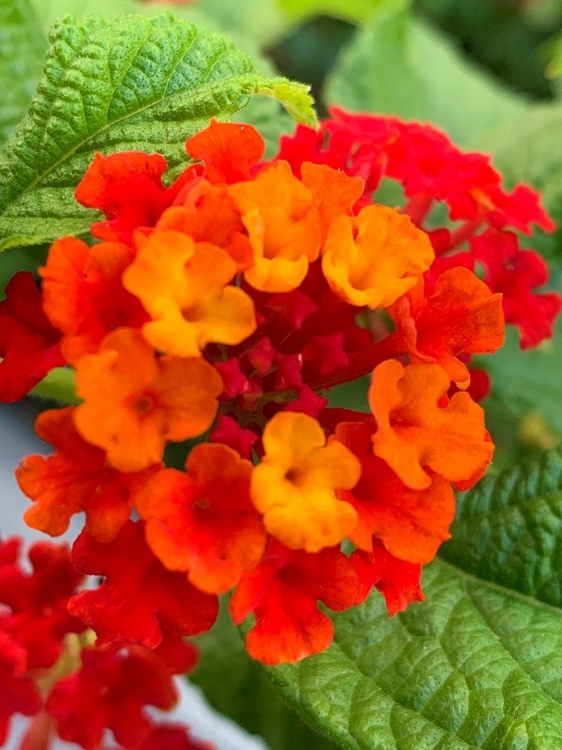 Picture of LANTANA I