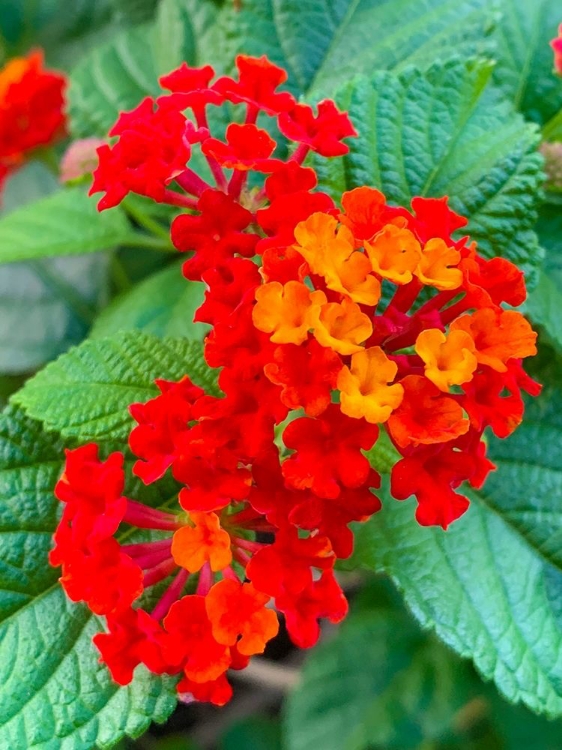 Picture of LANTANA II