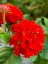 Picture of LANTANA III