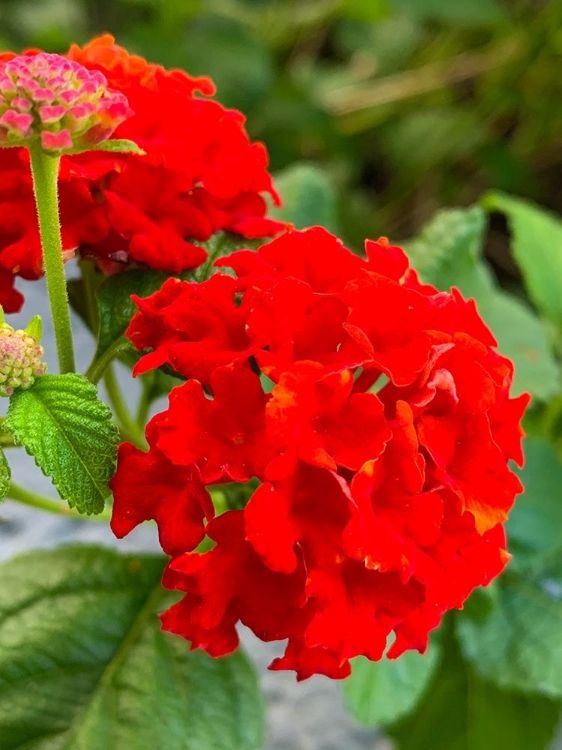 Picture of LANTANA III