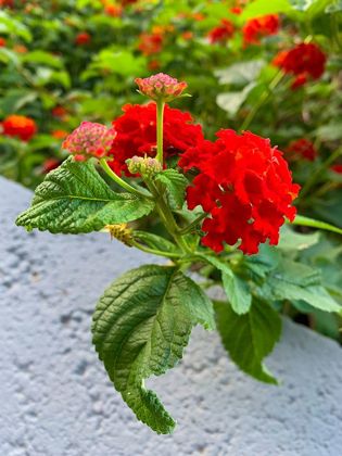 Picture of LANTANA IV