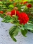 Picture of LANTANA IV