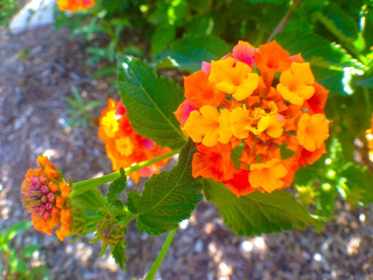 Picture of LANTANA V