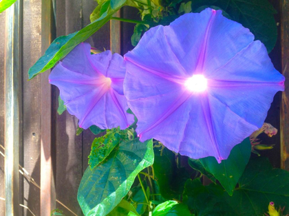 Picture of MORNING GLORY I