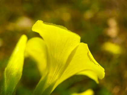 Picture of YELLOW WILDFLOWER III