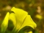 Picture of YELLOW WILDFLOWER III