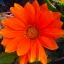Picture of ORANGE WILDFLOWER I