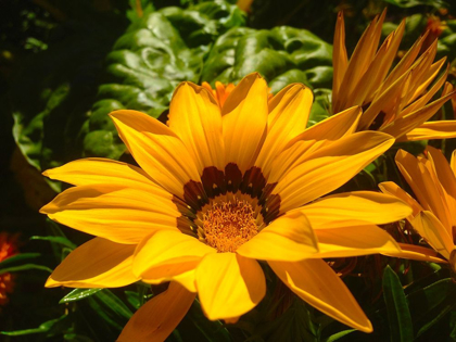 Picture of YELLOW WILDFLOWER IV