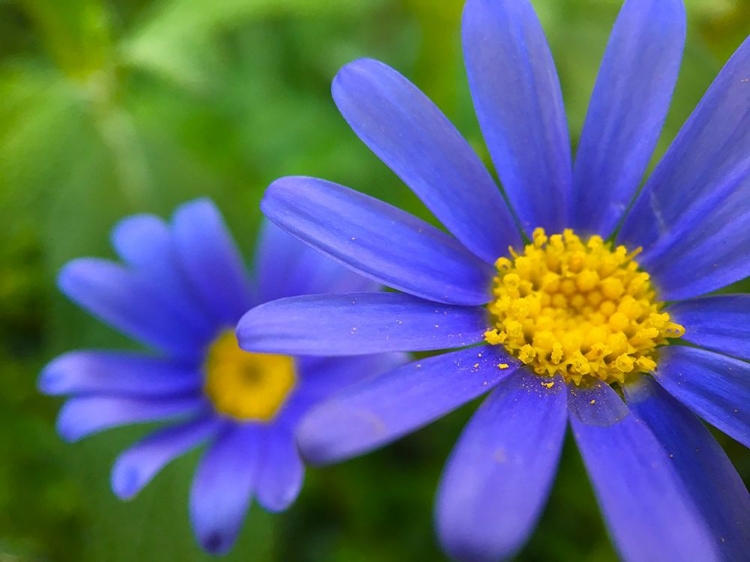 Picture of GOLDEN POLLEN I