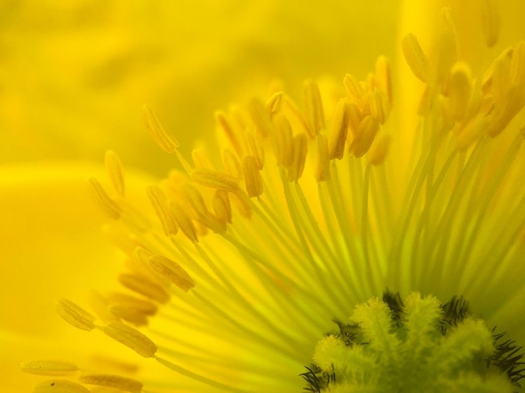 Picture of YELLOW WILDFLOWER V