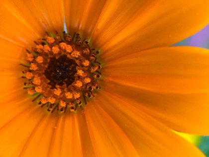 Picture of ORANGE WILDFLOWER II