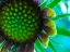 Picture of FLOWER CLUSTER II