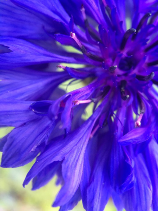 Picture of PURPLE WILDFLOWER I