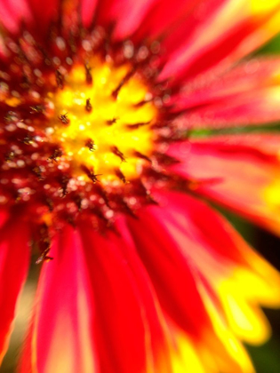 Picture of RED WILDFLOWER I