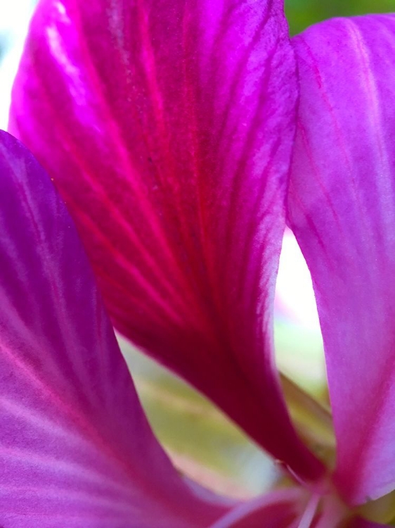 Picture of PINK LEAVES II