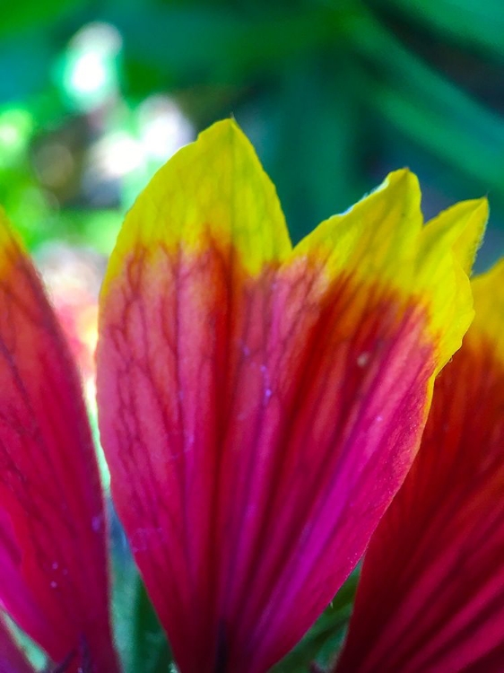 Picture of YELLOW TIPS I