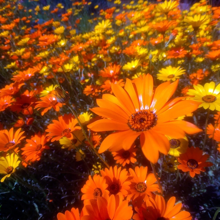 Picture of WILDFLOWER FIELD I