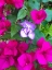 Picture of SNAIL BLOOM I