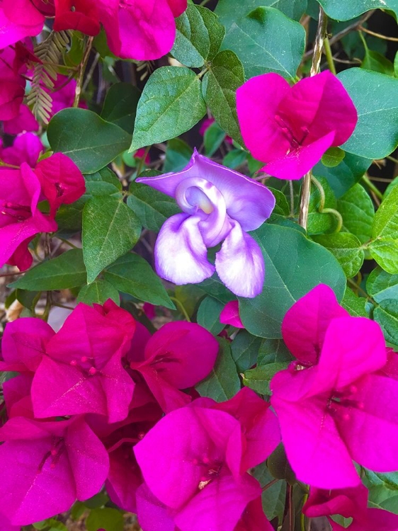 Picture of SNAIL BLOOM I