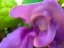 Picture of SNAIL BLOOM II
