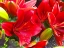 Picture of WET BLOOMS I