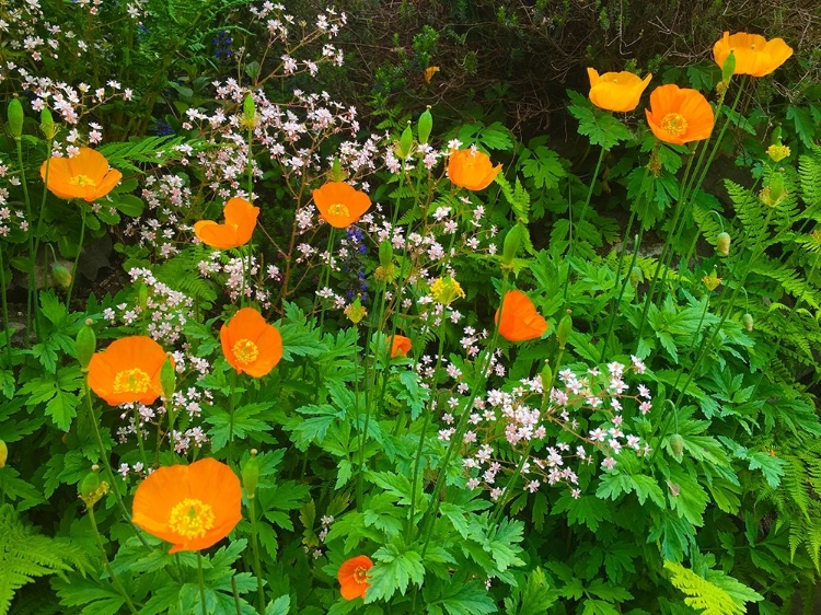 Picture of ORANGE POPPY NEST I