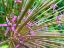 Picture of SPINES I