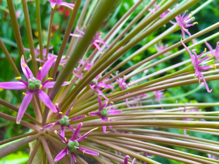 Picture of SPINES I