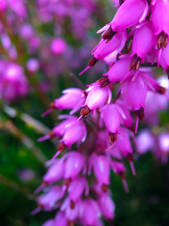 Picture of PINK CLUSTER II