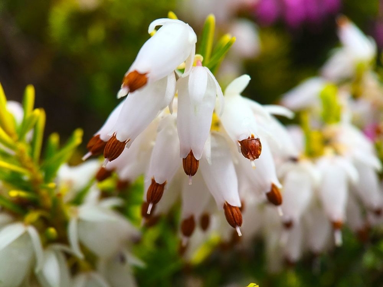 Picture of WHITE CLUSTER I