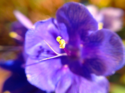 Picture of PURPLE BLOOM I