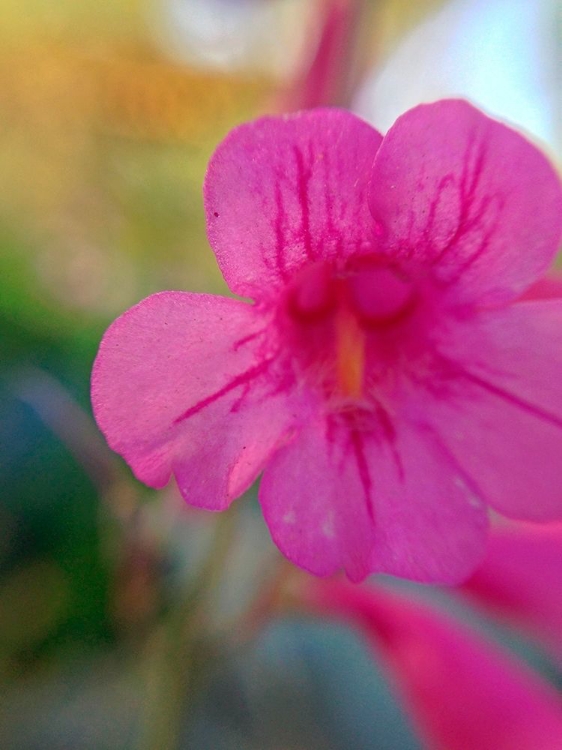 Picture of PINK BLOOM I