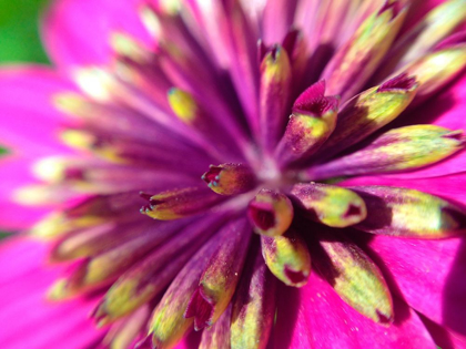 Picture of PINK CLUSTER III
