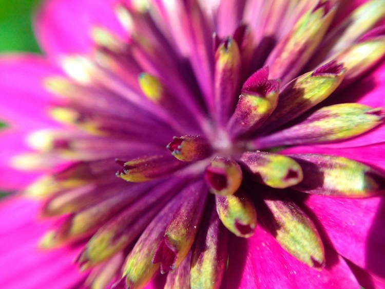 Picture of PINK CLUSTER III